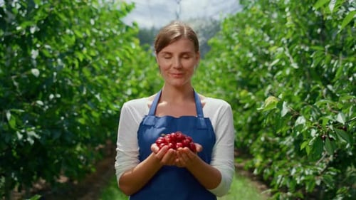 Woman farmer presents freshly harvested cherries in summer plantation