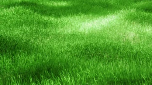 Waving green grass background.