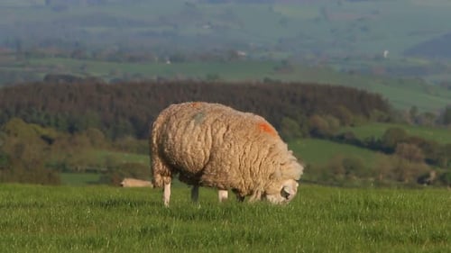 Grazing Sheep. May. Wales. UK
