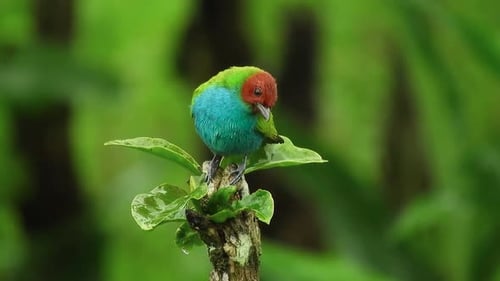 Small Multi-Colored Bird Perches on a Branch