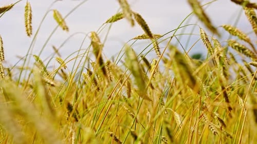 Closeup of Barley Spike Bending in Wind with Static Telephoto View
