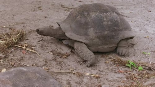 Animals, Fauna And Nature Concept - Giant Tortoises Outdoors On Seychelles