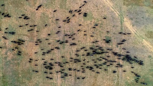 Aerial View of Animals Grazing in a Field