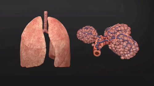 Human Lungs and Alveoli Anatomy with Blood Vessels