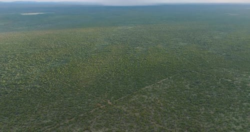 Aerial view of lush forest under cloudy sky, South Africa.