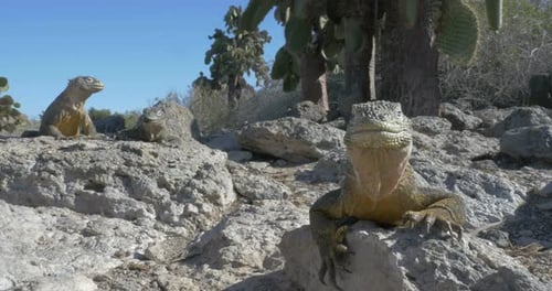 Galapagos Land Iguanas Resting on Rocks in Natural Habitat