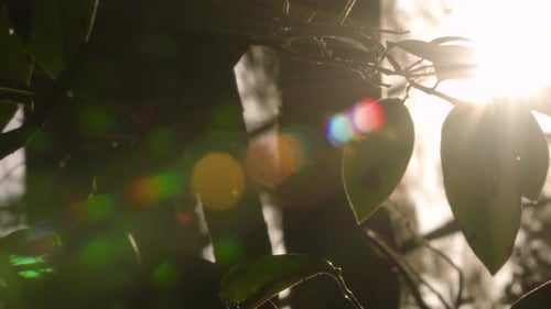 left to right pan of sun shining through foliage