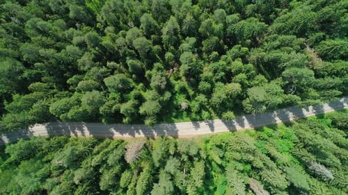 Aerial View of a Beautiful Road Through the Forest Road Between the Green Trees on a Clear Sunny Day