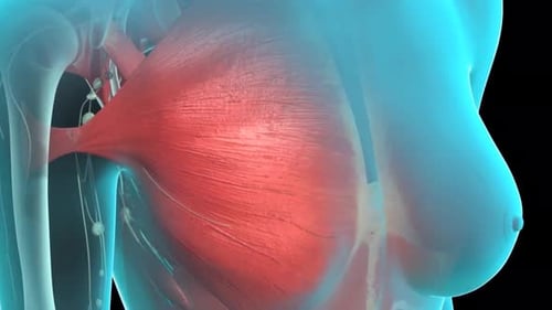 3D Pectoralis Muscle Anatomy Medical Animation