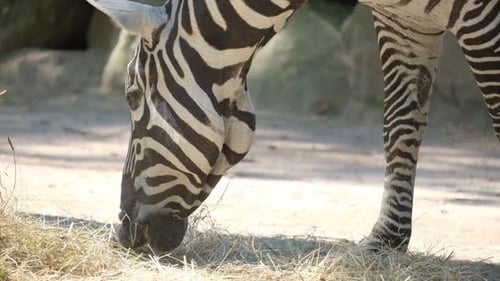 A Zebra Grazes Peacefully in a Zoo Showcasing Its Beauty