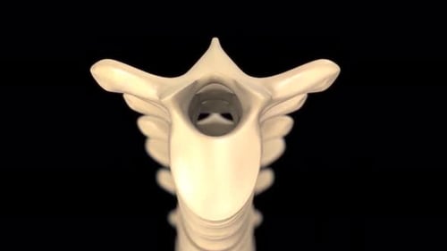 Detailed 3D Animation of Human Spine, Spinal Cord, and Nerves