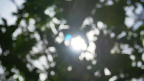 Blurred/out of focussing technique of the tree leaves with sunshine through the tree in summer dayti
