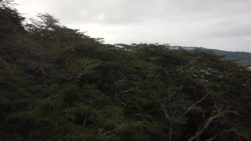 Drone shot flying close over trees and thick jungle canopy in nature