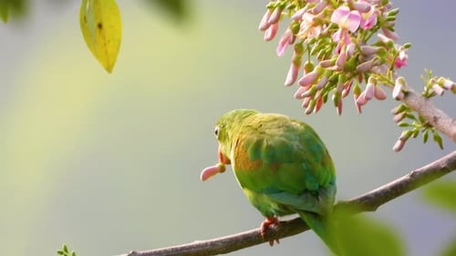 Vibrant green parakeet perched on a branch in a serene environment, close-up
