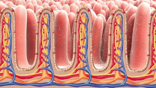 Small Intestine Villi Absorption and Distribution 3D Medical Animation