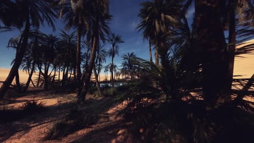 Tranquil Palms Surrounding Shimmering Pond with Explorers Present