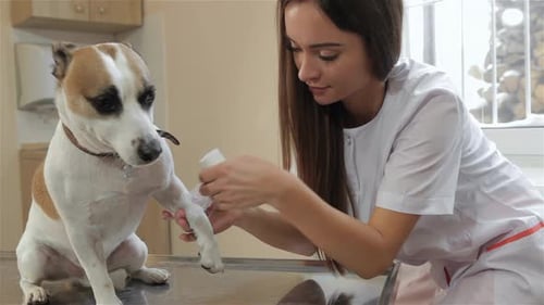 Veterinarian Wrapping Dog's Leg in Clinic
