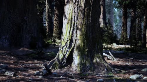 A Majestic Tree Standing Tall in the Heart of a Lush Forest