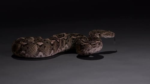 Puff Adder Snake Coiled and Alert