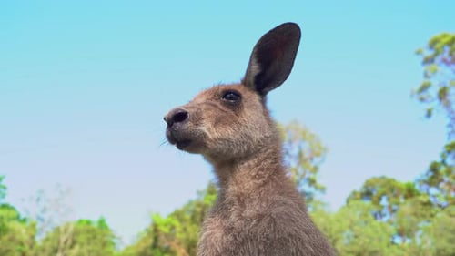 Low angle close up shot of an eastern grey kangaroo, macropus giganteus wondering around the surroun