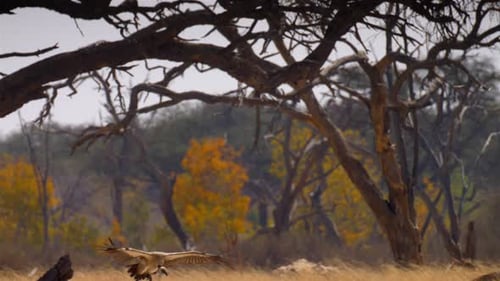 White backed vulture landing, Africa