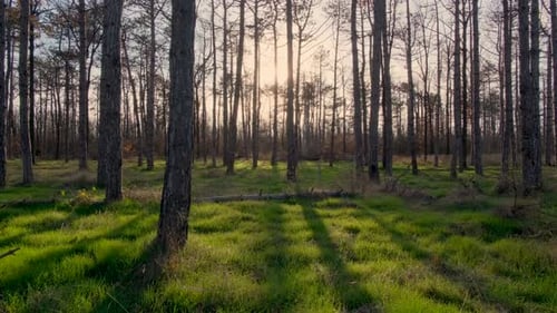 Time lapse in the forest, the sun moves behind the trees, in the shadows of the trees, the sun moves