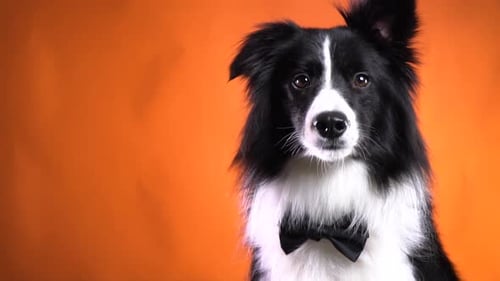 Gorgeous border collie dog with a bow tie is looking at the camera, close up