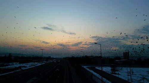 At sunset, a drone flying with crows over the road