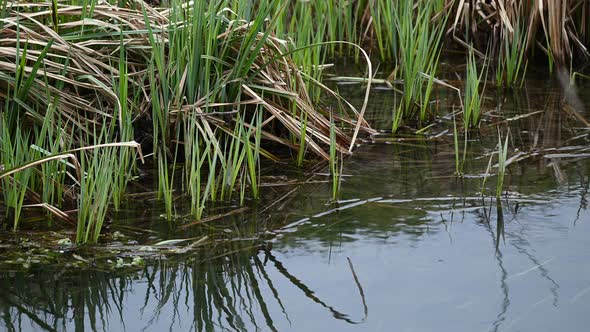 Reeds and plants by the River in spring, Nature Stock Footage ft. 4k ...