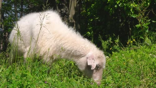Sheep in green grass pasture eats grass on sunny and bright day.