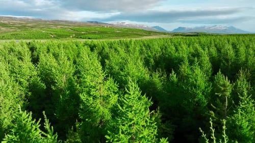 Coniferous Summer Forest Scenic Landscape Aerial View Drone Fly Over Green Pine Trees and Treetops