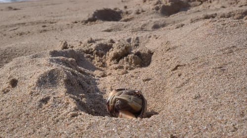 Close-up view of a hermit crabs emerging from its borrowed shell.