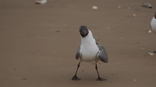 White Seagulls on the Sandy Beach Looking in Camera