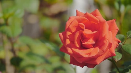 closeup of a red rose flower blooming in the garden