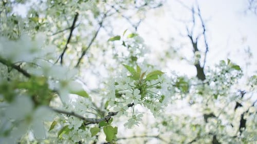 Large Trees are Absorbed in White Spring Blossoms Blossoming of Cherry Trees
