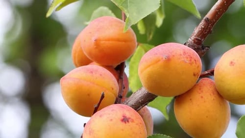 Growing apricots. Close-up. 2 Shots.