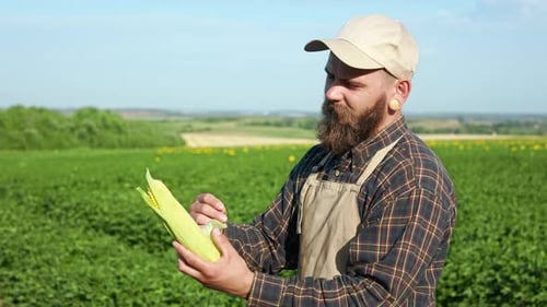 Farmer Examining Ripe Corn in Sunny Field