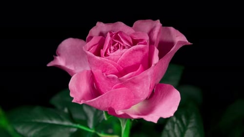 Close-Up Pink Rose Blooming on Black Background