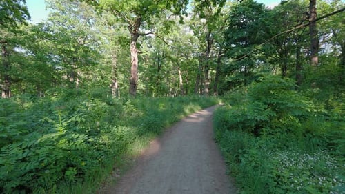 Spazieren Sie im Sommerwald. Die Sonnenstrahlen durchbrechen die Zweige der Bäume. Grünes Gras