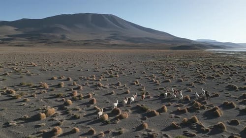 Group of Alpacas Walk in the Andean Bolivian Desert Laguna Colorada Aerial Drone above Animals and A