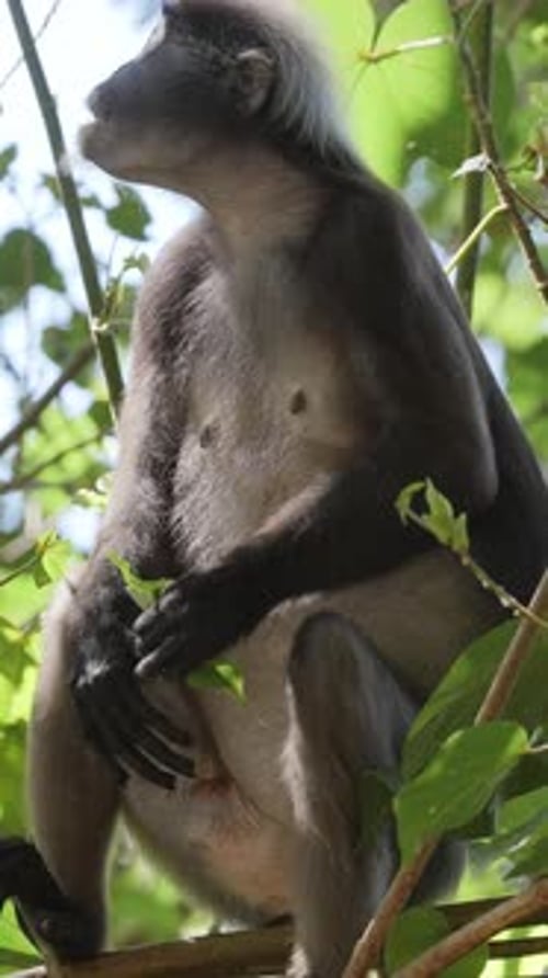 Dunkelblättrige Affen in Malaysia in Vertikal