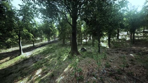 A Serene Forest Landscape with Lush Green Trees and Grassy Ground