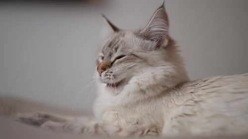 Seitenansicht Flauschige Katze gähnt in Zeitlupe, dreht sich in die Kamera, schläfriges, müdes Kätzchen posiert bei