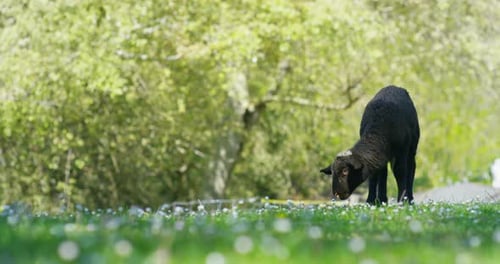 On the farm, a small beautiful white lamb in the nature, on the background of grass and trees, the