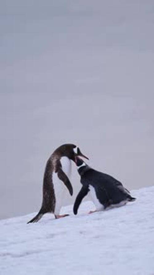 Penguins interact in snowy wilderness setting