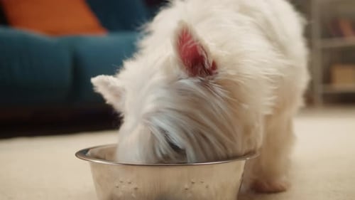 Westie Dog Eating from Bowl in Home