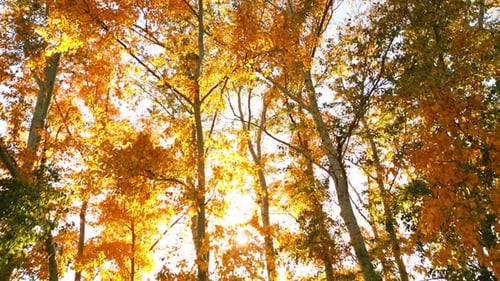 Exploring the Vibrant Beauty of Autumn Leaves in a Sunlit Forest