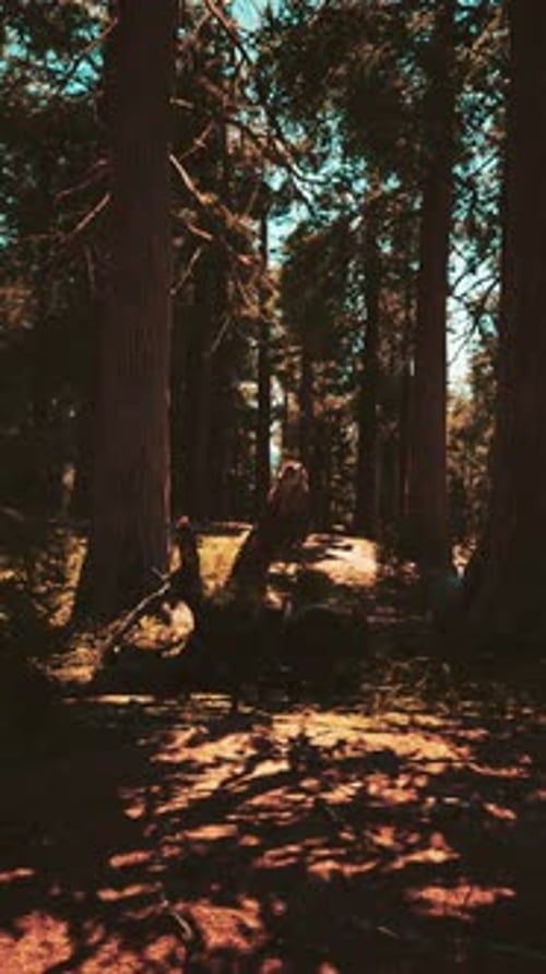 Huge Redwoods Located at the Sequoia National Park