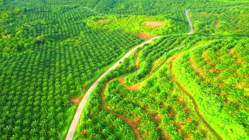 4K : Aerial view over a palm trees on the hill. palm plantation