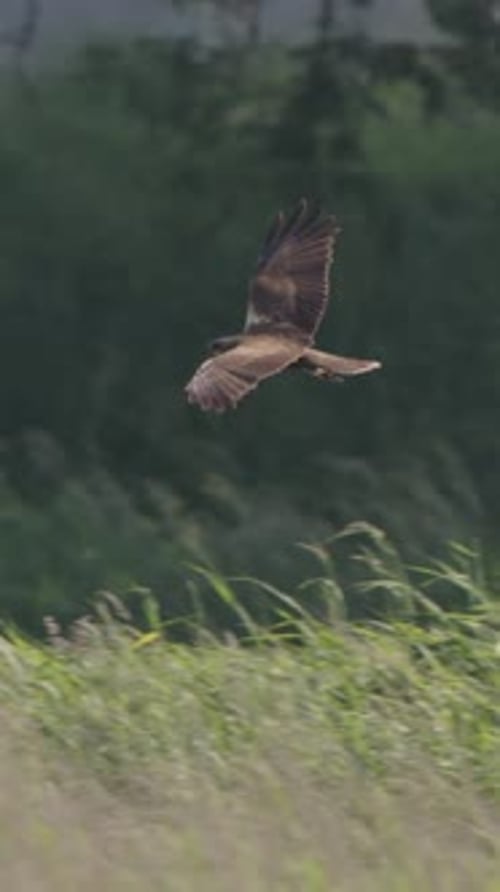 A Marsh Harrier bird flying and gliding above the tall grass hunting for food